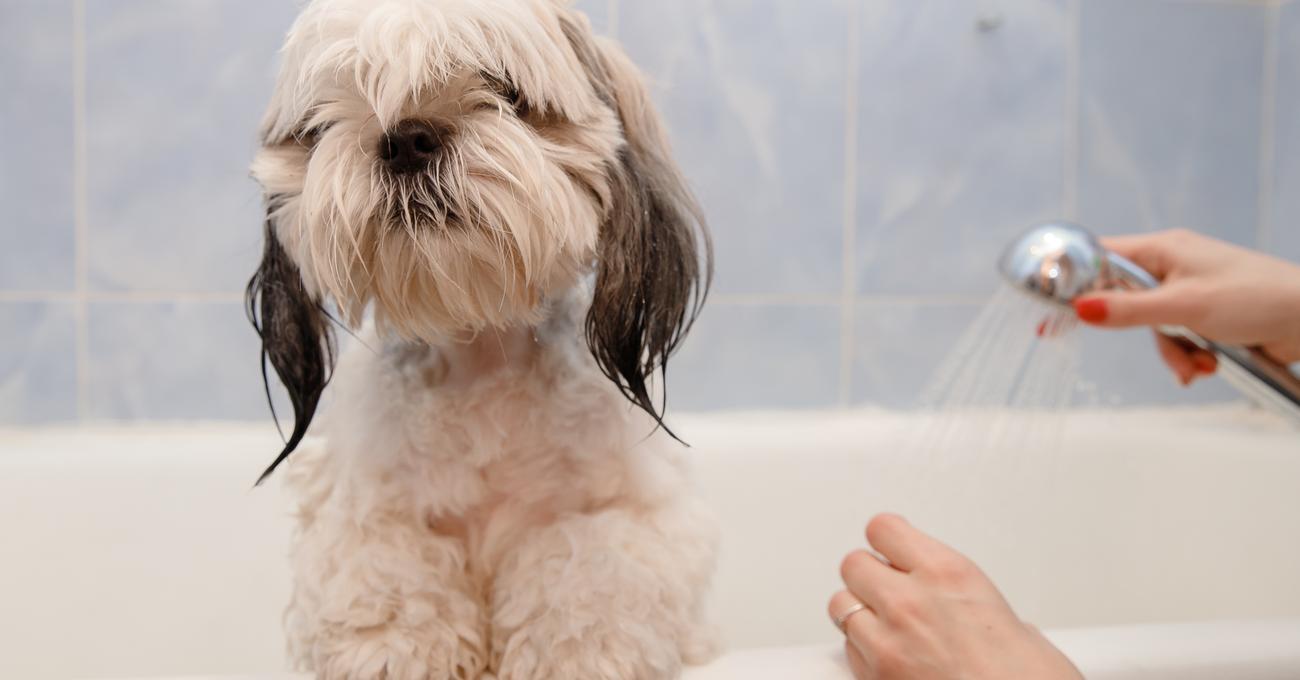 How Often Should You Bathe A Shih Tzu? Everything Labradors