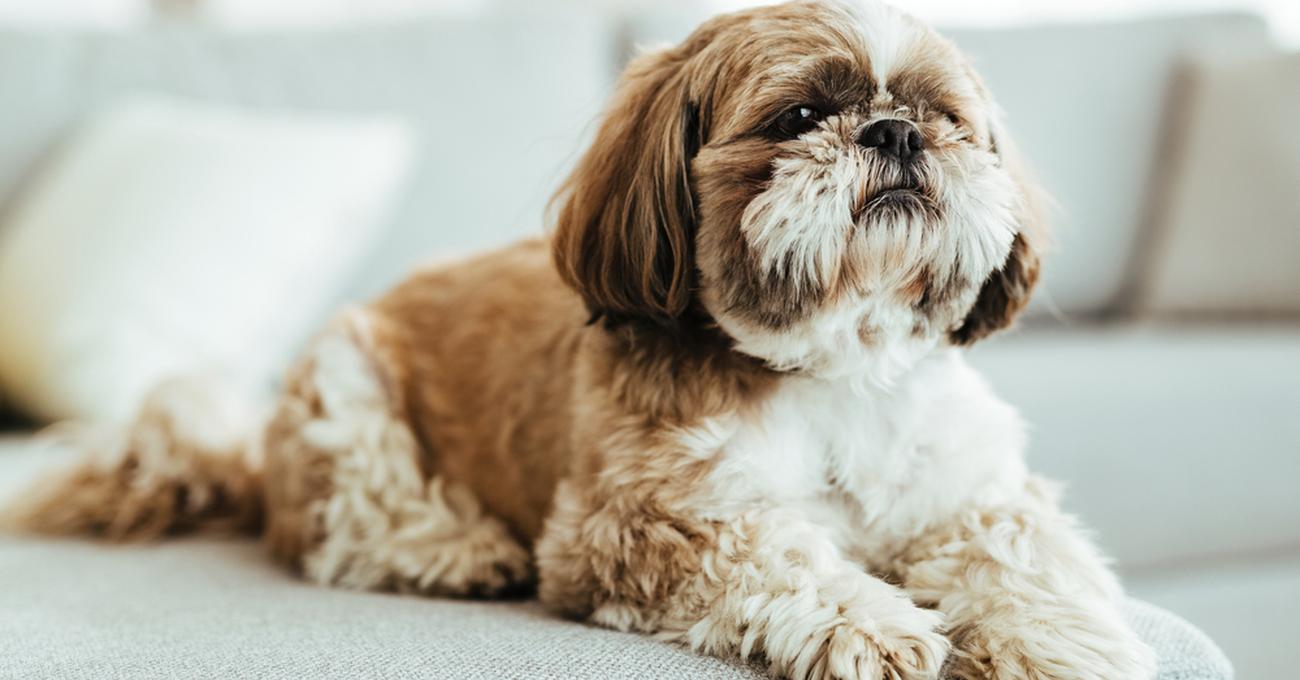 How Much Does a Shih Tzu Cost? Everything Labradors