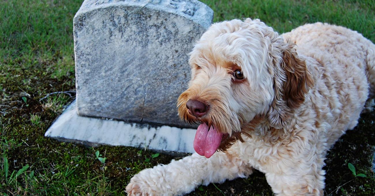 How To Comfort a Dying Dog