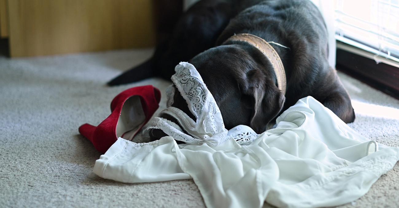 Why Do Dogs Eat Underwear?
