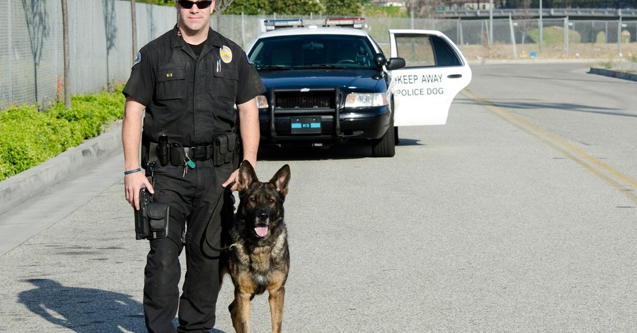 Why Do Police Dogs Retire?
