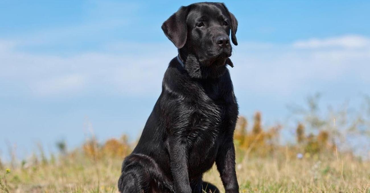 How to Get a Labrador's Coat Soft and Shiny (DIY Guide)