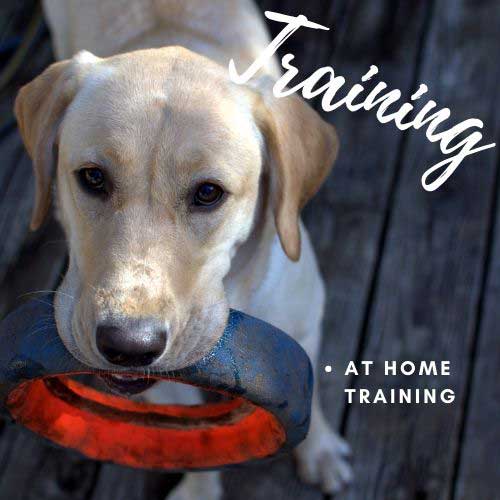 Photo inspiration: What Are The Signs Of Digestive Problems In Labrador Dogs Photo Inspiration