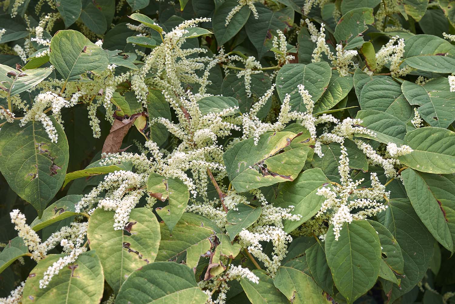 The ultimate guide to Japanese knotweed Total Landlord Insurance