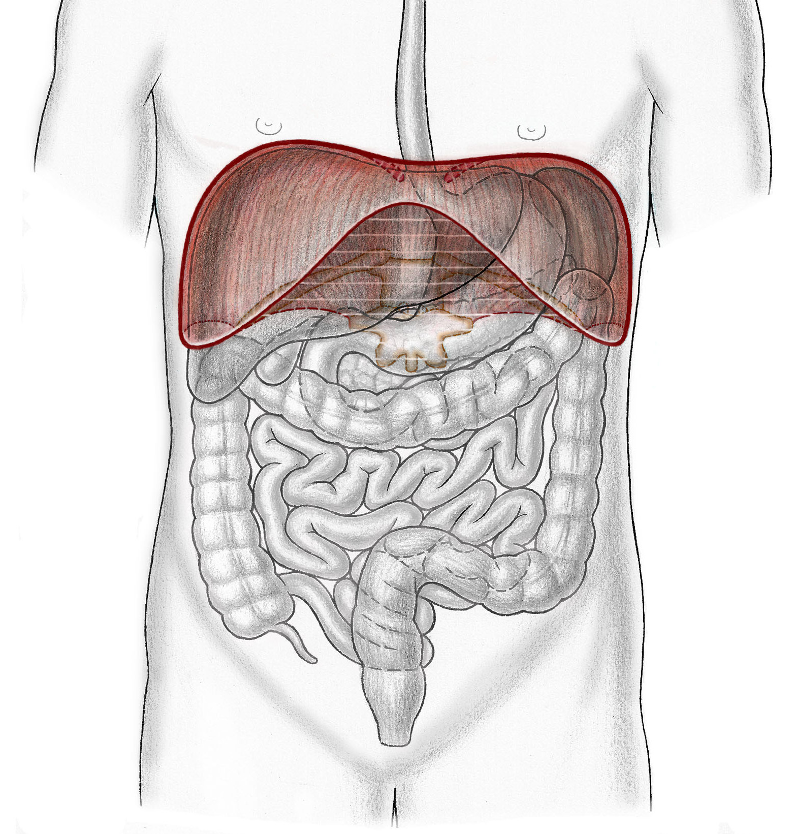 VISCERA – Organe – Zwerchfell