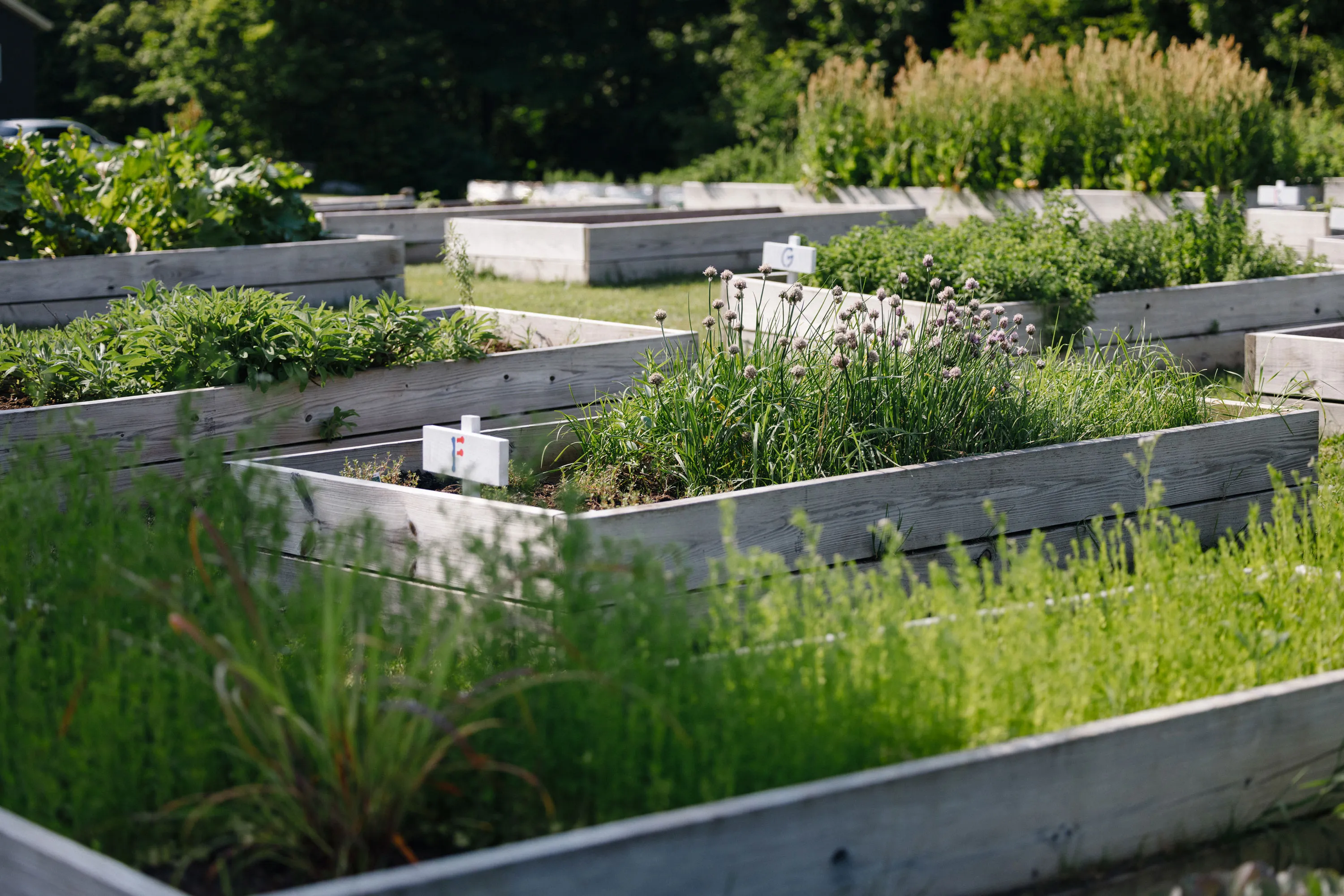 The Clear Path for Veterans raised ben garden which grows vegetables and herbs used by our culinary staff to prepare farm to table meals