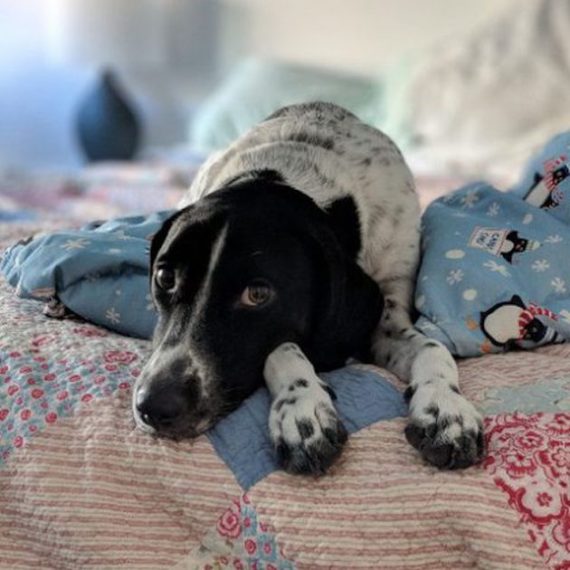 Services Overnight Pet Sitting