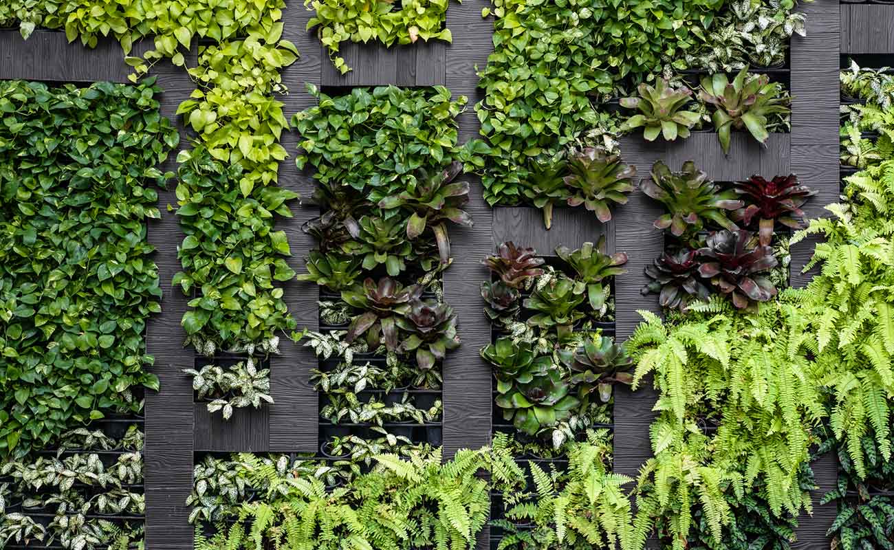 Living walls in lush style