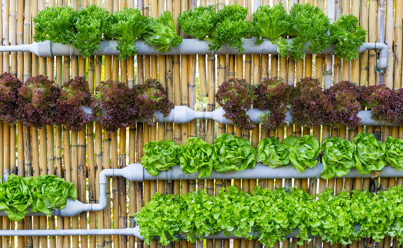 Vertical Gardens What's all about it Article