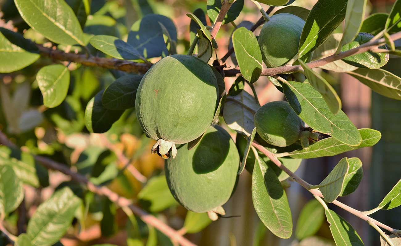 Feijoa tree planting and care instructions Article