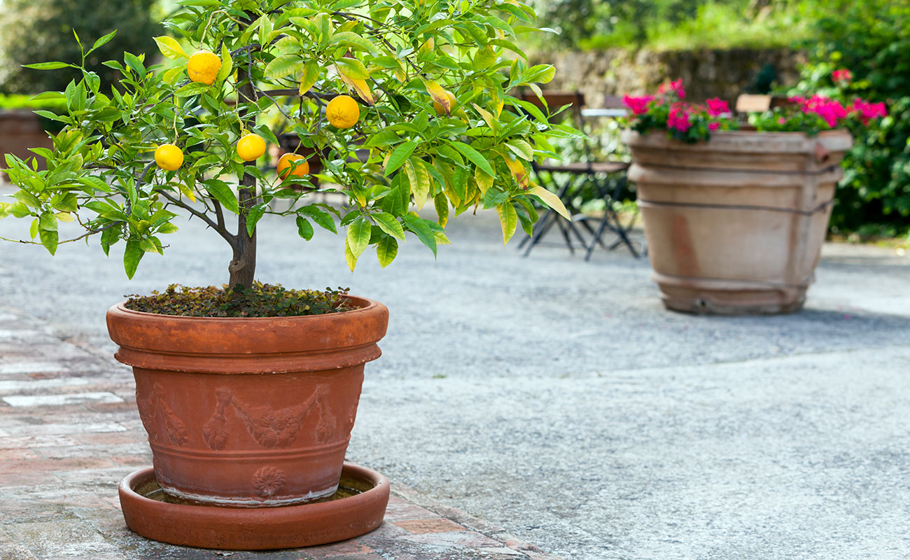 лимонные деревья под каштанами. лимонное дерево живое. икеа лимонное дерево. Lemon tree (лимонное дерево). лимонное дерево живое.