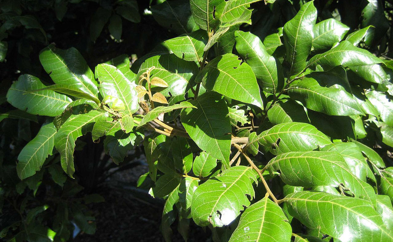 Titoki Tree Planting and care instructions Article