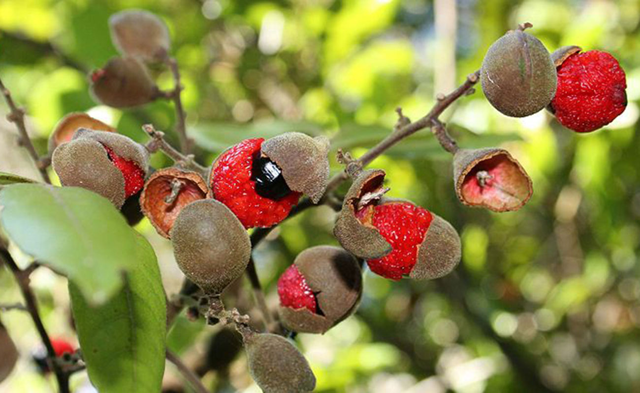 Titoki Tree Planting and care instructions Article