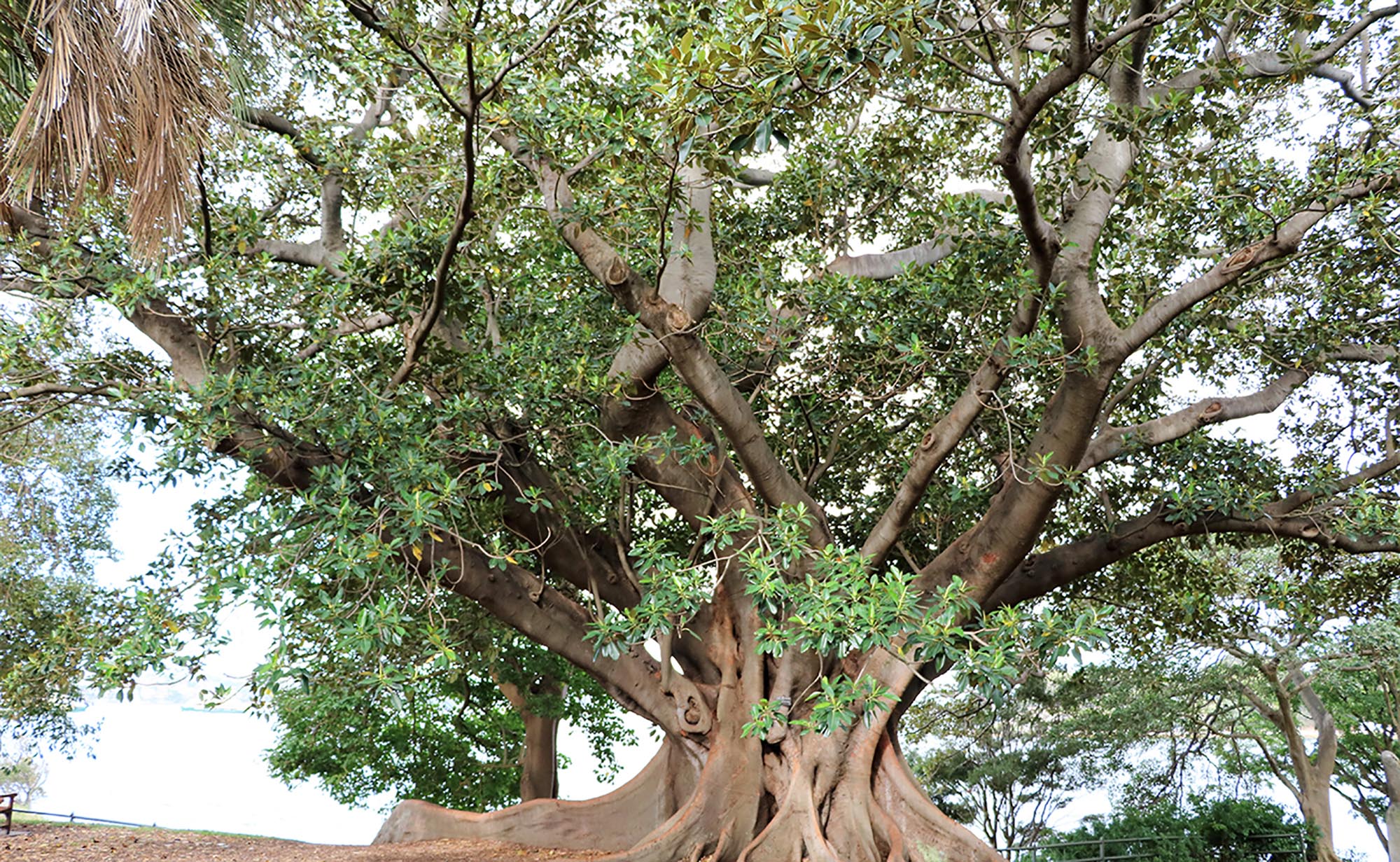 Illegal Plants in New Zealand Article