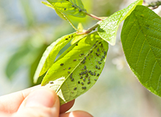 Aphids eating a leaf