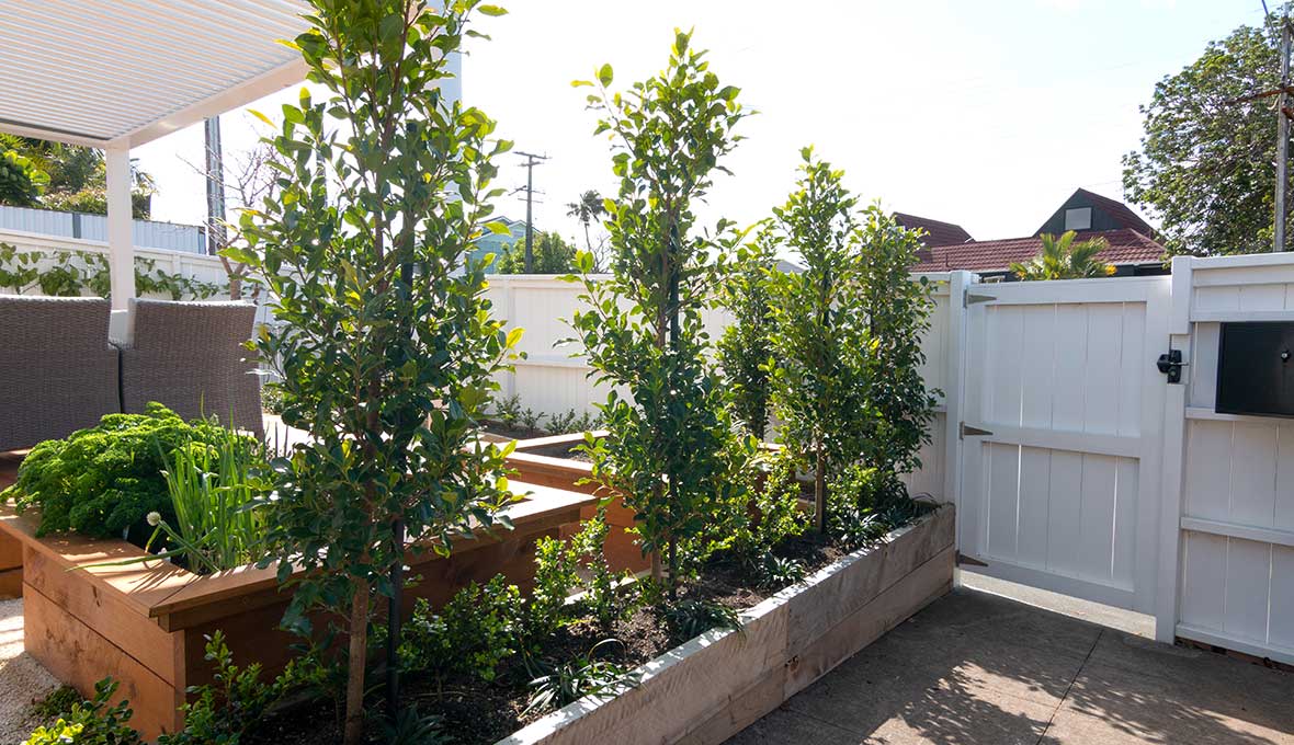 A Devonport garden update with sentimental value Project