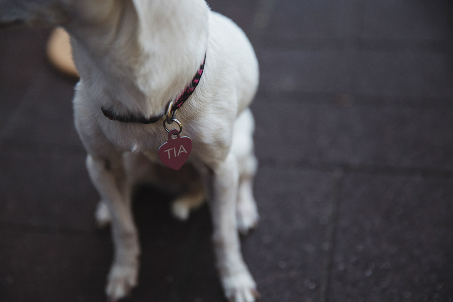 6. weddings-with-pets