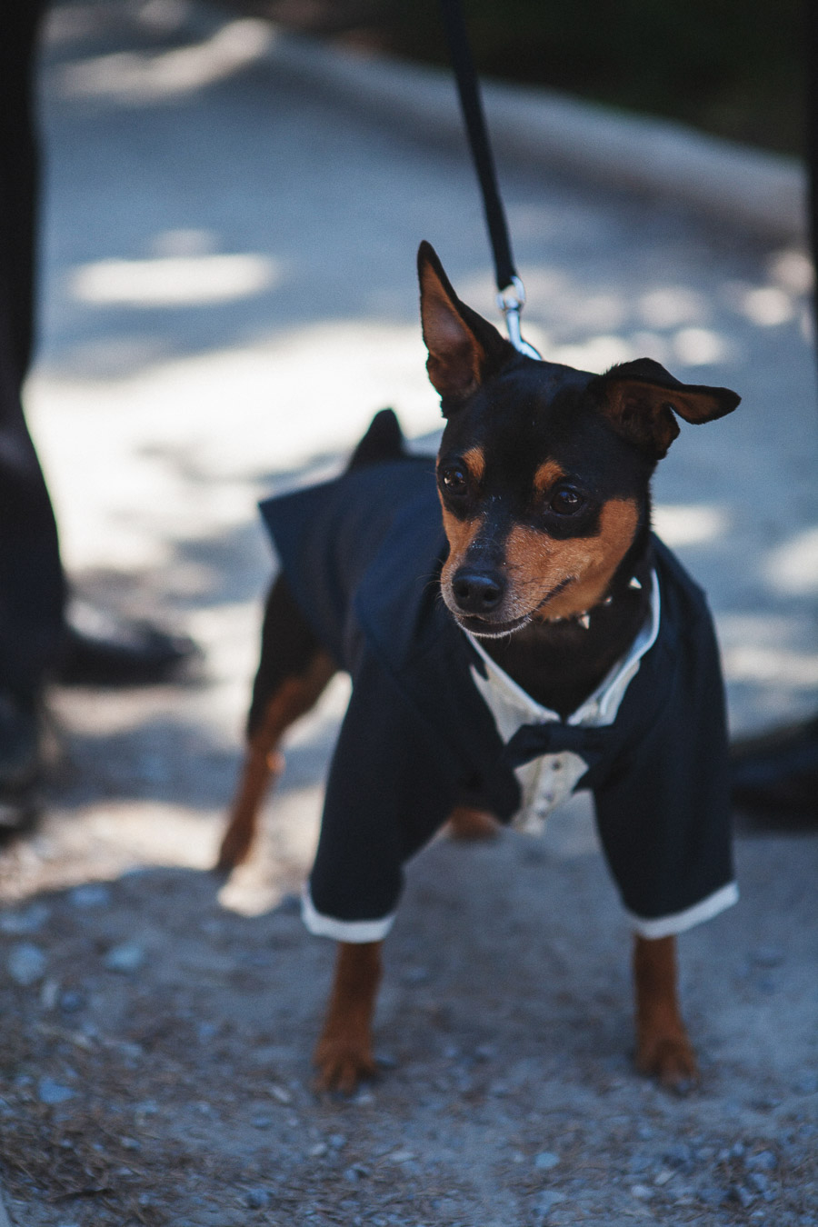 21. dogs-in-weddings