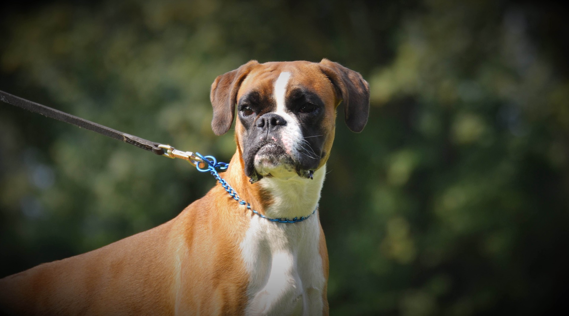 POZNAJ PSA: BOKSER | DogWay