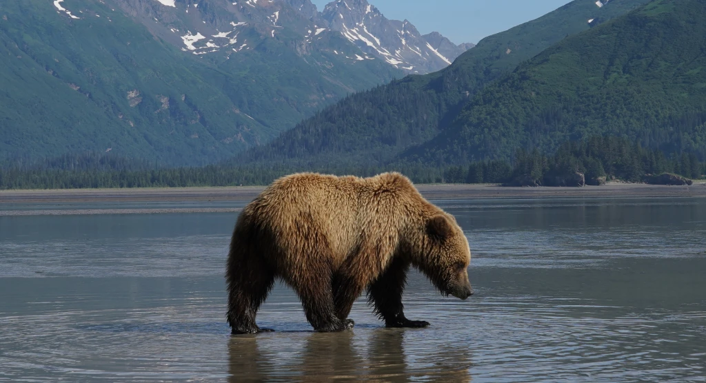 Viewing Coastal Brown Bears in Alaska