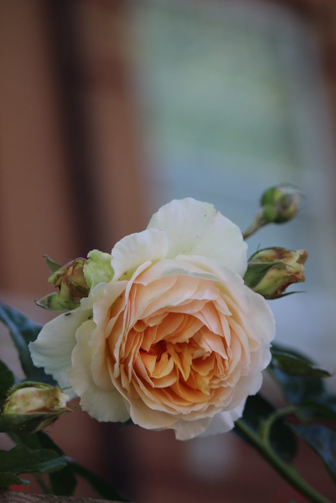 How do roses get their names?