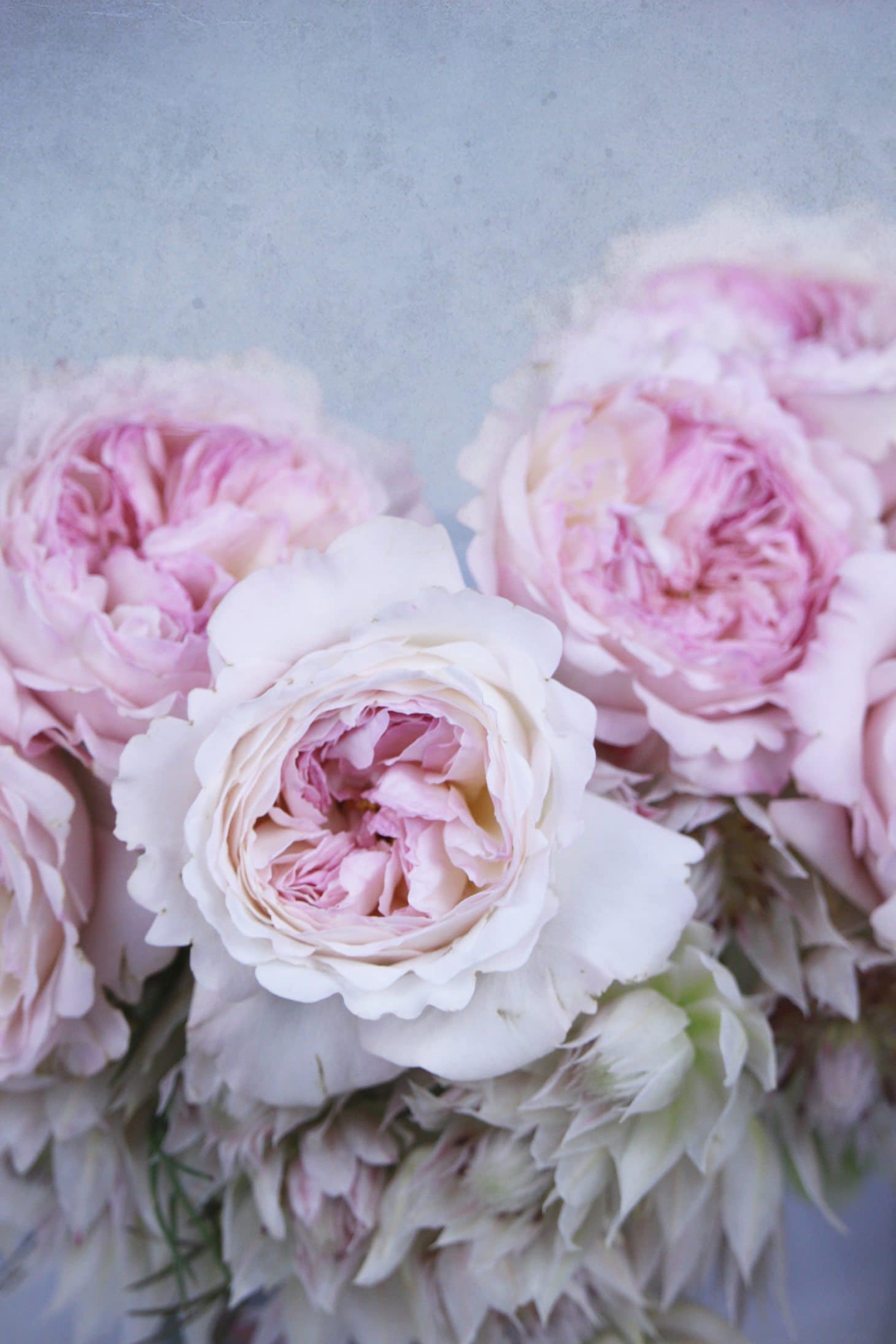 What do roses really smell of?