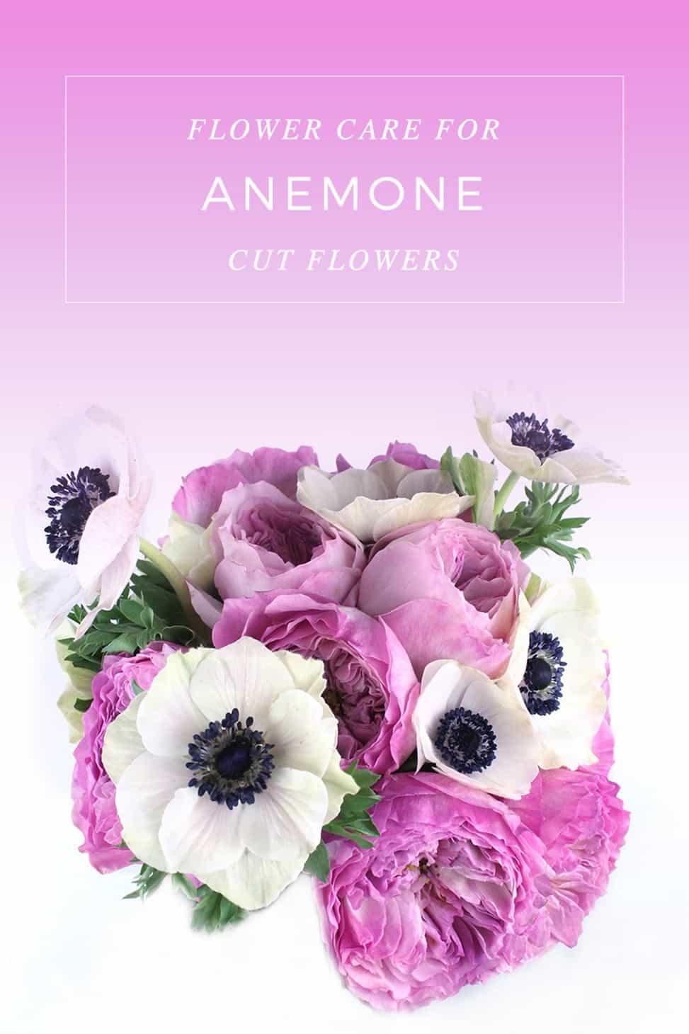 Anemone care make cut flowers last longer
