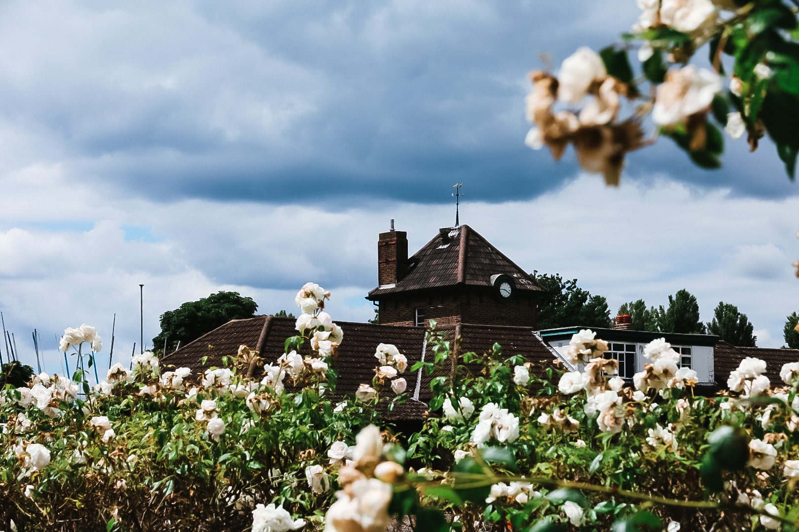 The Hidden Rose Haven of Wimbledon Park: Rose Walk and Pergola