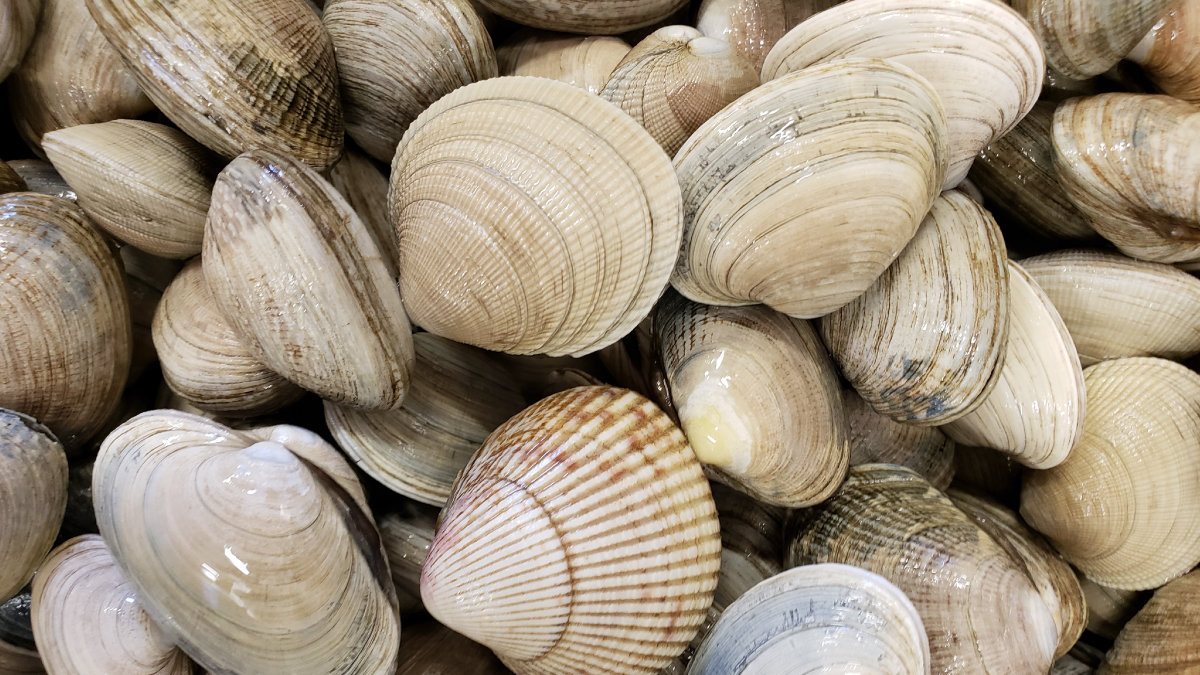 Vashon Clam Digging Open & Oyster Permits Available