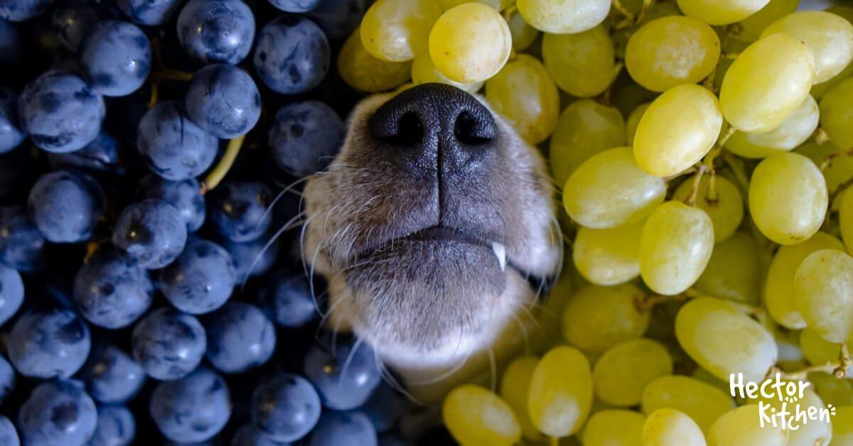 Raisin pour chien Avantages nutritionnels et risques à connaître
