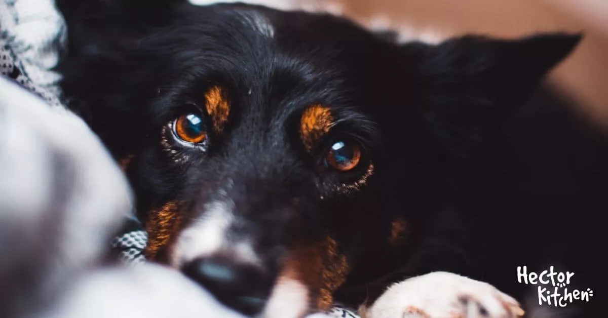 Ulcère de l'œil chez le chien : symptômes, traitements et prévention