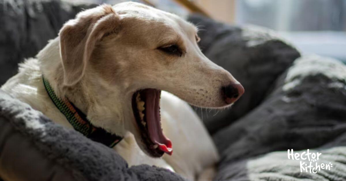 Chien qui tousse : causes, diagnostic et traitements