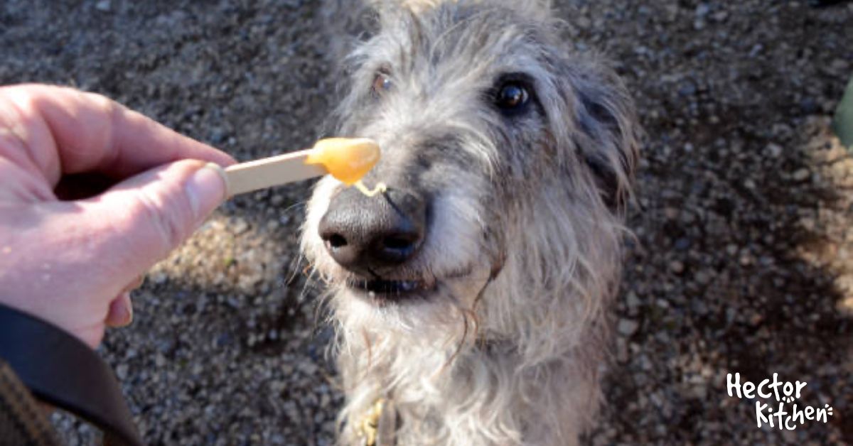 Doisje donner du miel à mon chien