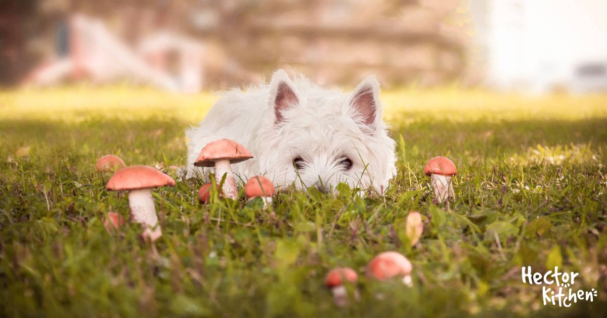 Peuton donner des champignons à son chien