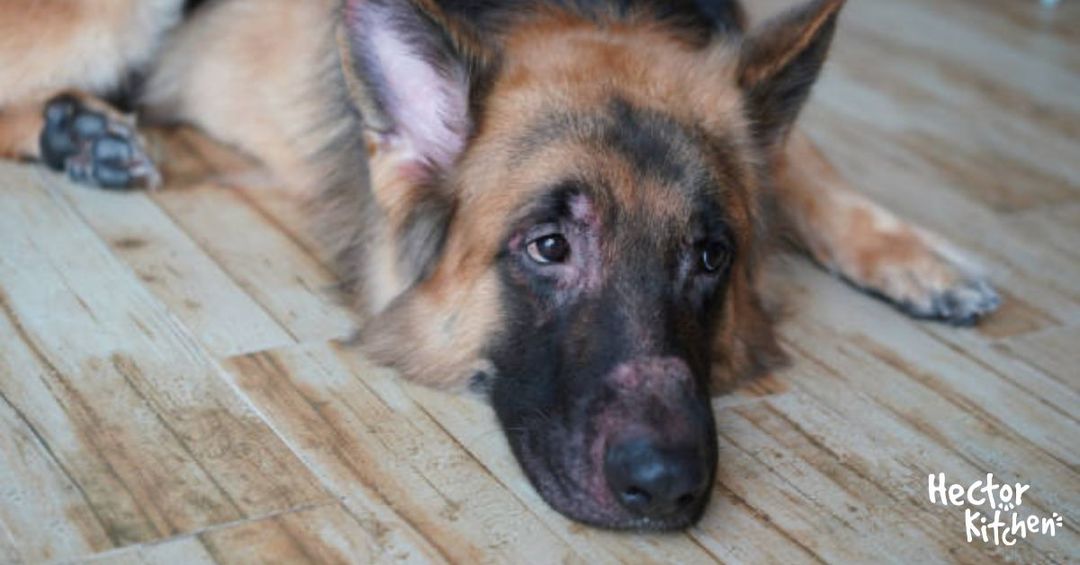 Eczéma chez le chien causes et solutions