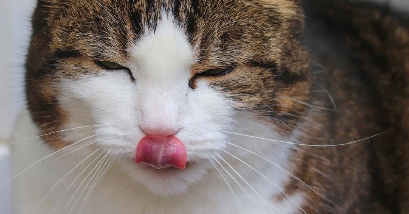 Mon chat bave : pourquoi