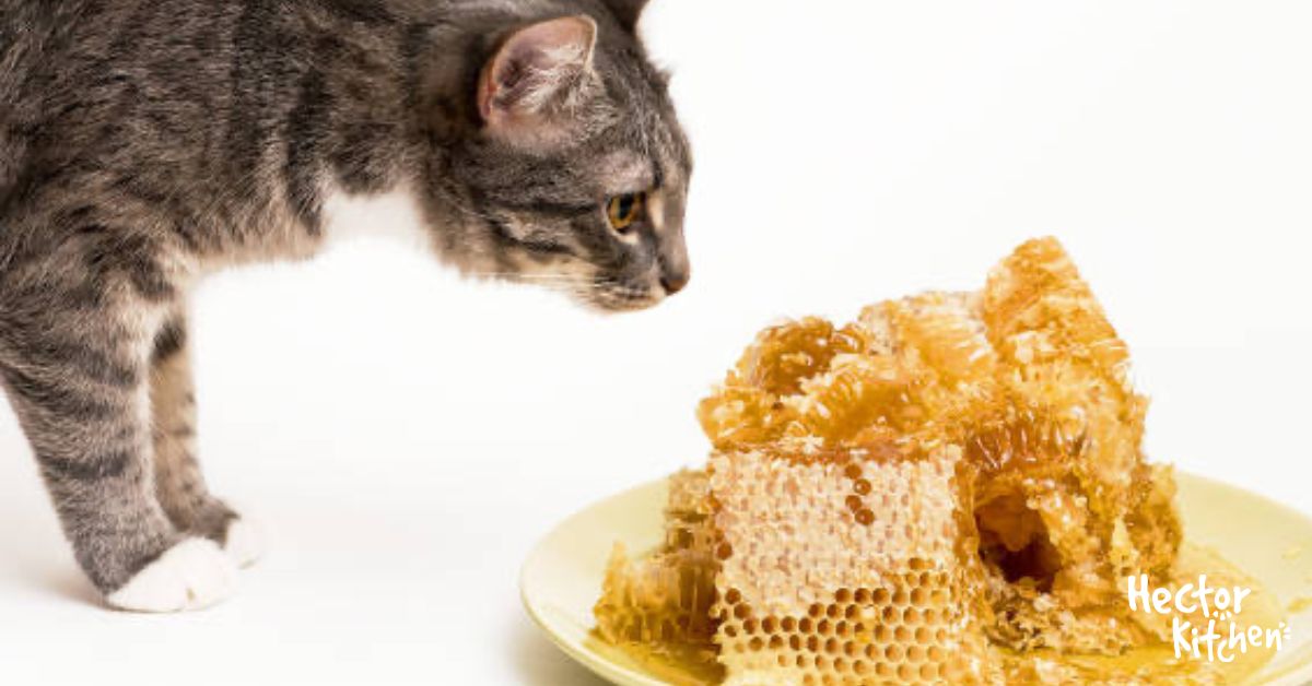 Donner du miel à son chat