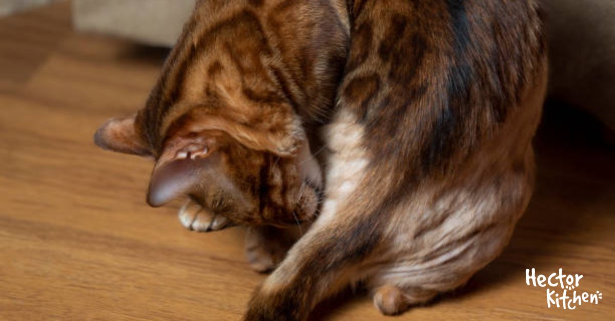 Pelade chez le chat tout comprendre