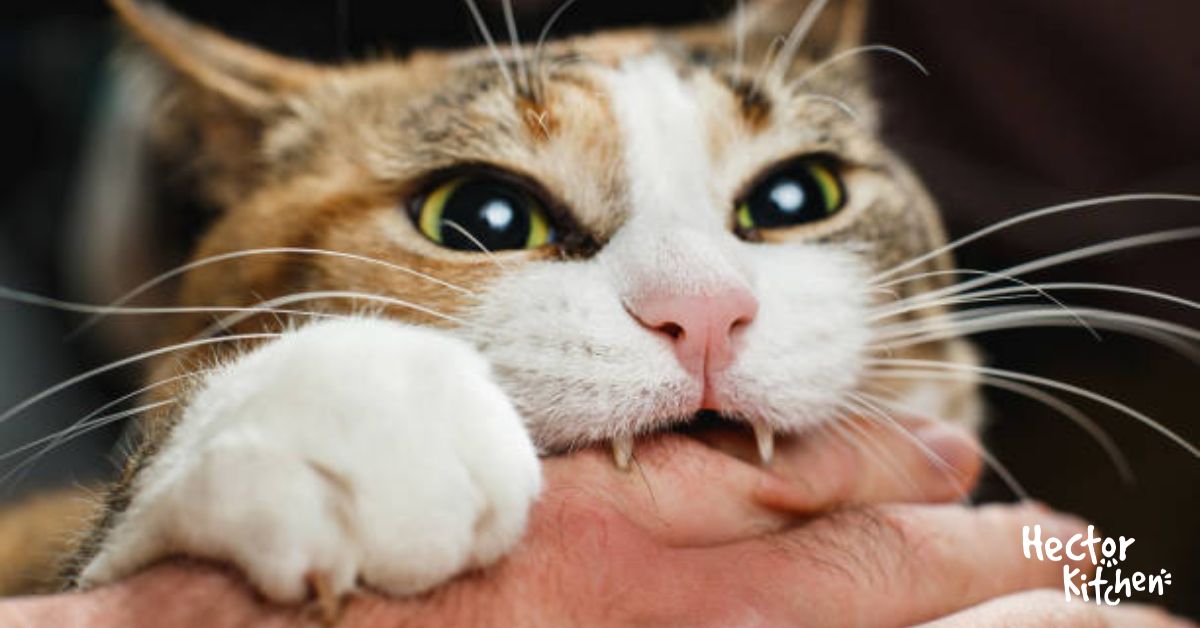 Morsure de chat comment se soigner