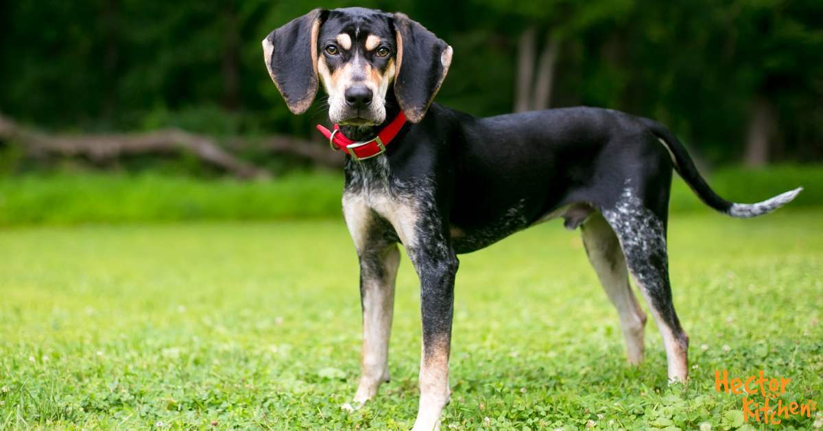 Bluetick Coonhound Chien dévoué, tendre