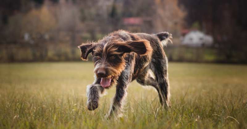 Barbu Tchèque Chien intelligent, loyal aux origines