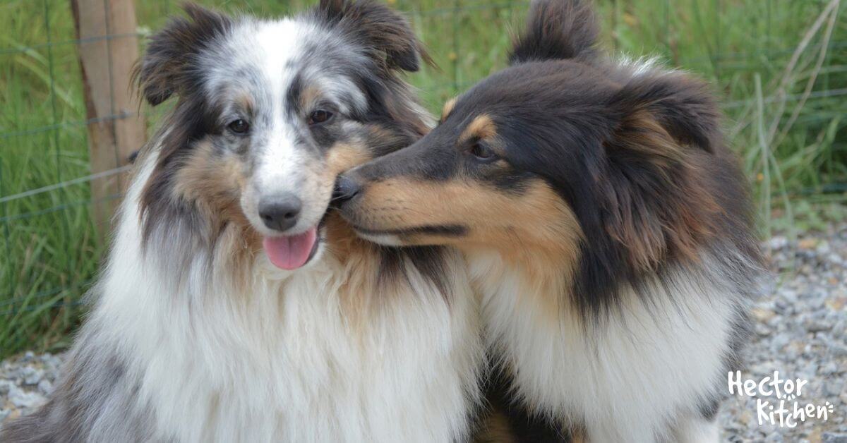 Chien Mâle ou Femelle Comment Choisir