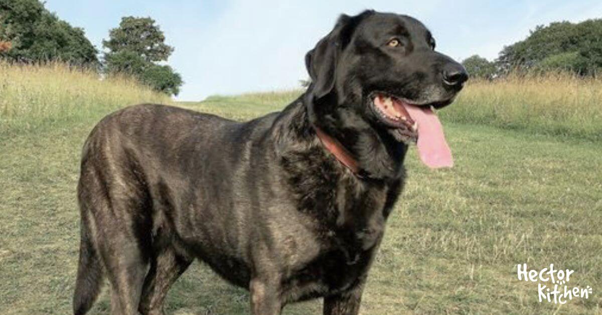 Chien de Castro Laboreiro Un chien de berger portugais fière