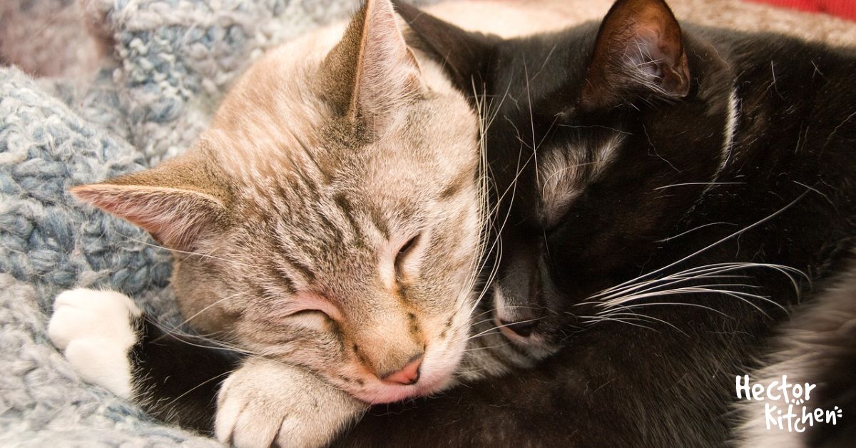 Chats Affectueux Choix de la Race Parfaite pour vous