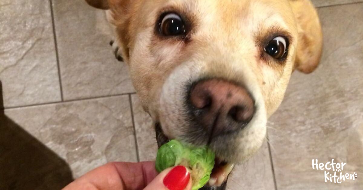 Les Choux de Bruxelles sontils Sûrs pour votre Chien