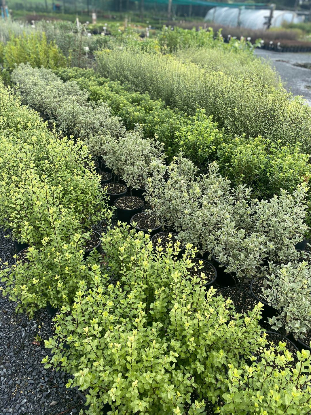 Retail Supply Kerikeri Plant Production