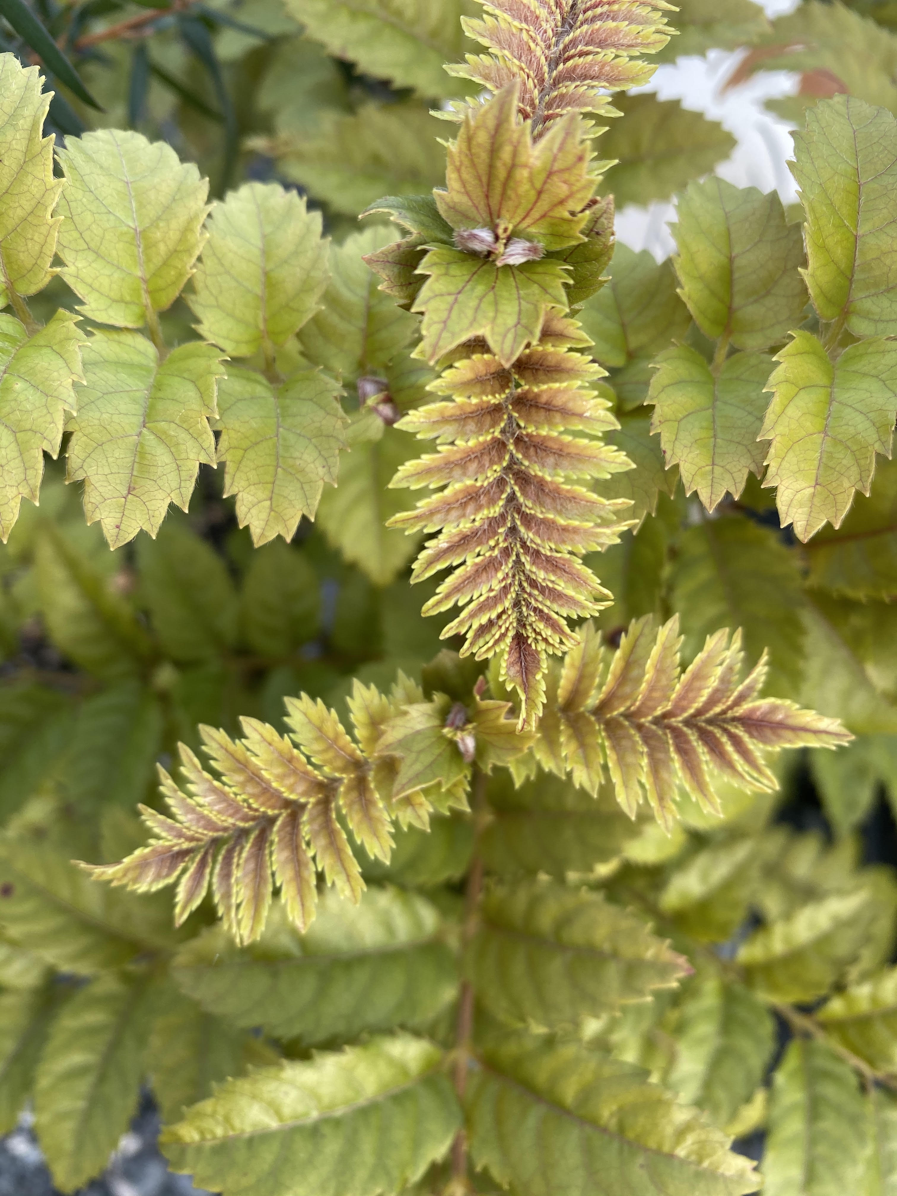 Kerikeri Plant Production