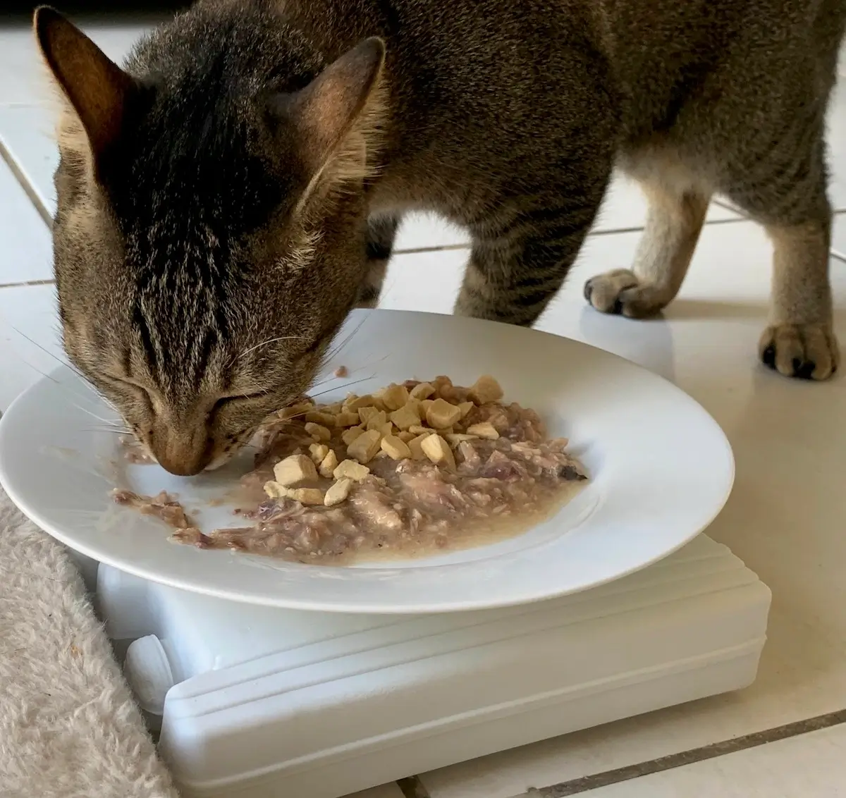 How to Get a Cat to Eat Wet Food | Vet Shares 15 Best Tips