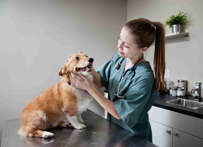 Medicina Veterinária ou Zootecnia quais as áreas de atuação de cada uma Medicina Veterinária ou Zootecnia quais as áreas de atuação de cada uma