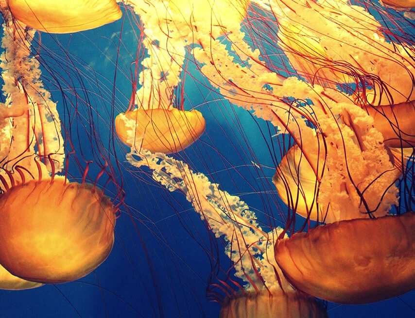 Orange jellyfish floating in dark blue water